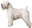 Wheaten Terrier / Irish Soft Coat Wheaten Terrier