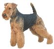 Welsh Terrier / Welshie